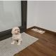 Maltese Puppies for sale in Berwyn, IL 60402, USA. price: $800