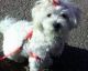 Maltese Puppies for sale in Texas Rd, Marlboro, NJ, USA. price: $600