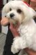 Maltese Puppies for sale in Texas Rd, Marlboro, NJ, USA. price: $600