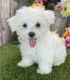 Maltese Puppies for sale in Massachusetts Ave, Halifax, NS B3K, Canada. price: $700