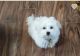 Maltese Puppies for sale in Yonkers, NY, USA. price: NA