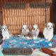 Maltese Puppies for sale in Fairdale, WV 25839, USA. price: $1,000