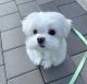 Maltese Puppies for sale in Manhattan, New York, NY, USA. price: $1,000