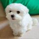 Maltese Puppies for sale in New Jersey Turnpike, Kearny, NJ, USA. price: $800