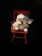 Maltese Puppies for sale in Hattiesburg, MS, USA. price: $2,600