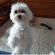 Maltese Puppies for sale in New Jersey Turnpike, Kearny, NJ, USA. price: $900