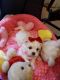 Maltese Puppies for sale in Broward County, FL, USA. price: $2,000