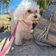 Maltese Puppies for sale in Ontario, OH, USA. price: NA