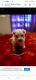 Maltese Puppies for sale in Kimball, TN, USA. price: NA