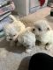 Maltese Puppies for sale in NJ Tpke, Woodbridge Township, NJ, USA. price: NA