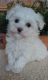 Maltese Puppies for sale in Waupaca, WI 54981, USA. price: $800