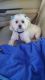 Maltese Puppies for sale in Rowlett, TX, USA. price: NA
