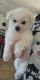 Maltese Puppies for sale in Royal Oaks, Interlaken, CA 95076, USA. price: NA