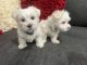 Maltese Puppies for sale in Piscataway, NJ 08854, USA. price: $2,300