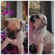 Maltese Puppies for sale in Odessa, TX, USA. price: NA