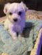 Maltese Puppies for sale in Lillington, NC 27546, USA. price: NA