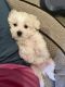 Maltese Puppies for sale in Cherry Hill, NJ, USA. price: NA