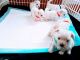 Maltese Puppies for sale in 302 N Shore Cir, Windsor, CO 80550, USA. price: NA