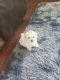 Maltese Puppies for sale in Spring Hill, FL, USA. price: NA