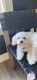Maltese Puppies for sale in Maize, KS 67101, USA. price: NA