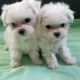 Maltese Puppies for sale in 7135 Gilespie St, Las Vegas, NV 89119, USA. price: $350