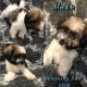 Maltese Puppies for sale in Riverside, CA, USA. price: $450