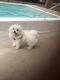 Maltese Puppies for sale in Sacramento, CA 95815, USA. price: $600