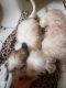 Maltese Puppies for sale in St. Louis, MO, USA. price: $200