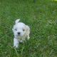 Maltese Puppies for sale in Chambersburg, PA, USA. price: NA