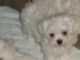 Maltese Puppies for sale in Orchard Park, NY 14127, USA. price: NA