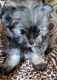 Maltese Puppies for sale in Rock Hill, SC, USA. price: NA