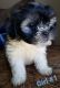 Maltese Puppies for sale in Bell, CA, USA. price: NA