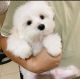 Maltese Puppies for sale in Eugene, OR, USA. price: $750