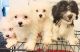 Maltese Puppies for sale in Brooklyn, NY, USA. price: $1,500