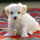 Maltese Puppies for sale in Apache Junction, AZ, USA. price: NA