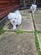 Maltese Puppies for sale in Indianapolis, IN, USA. price: $400