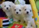 Maltese Puppies for sale in Norfolk, VA, USA. price: NA