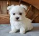 Maltese Puppies for sale in Rochester, NY, USA. price: NA