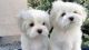 Maltese Puppies for sale in Lafayette, IN, USA. price: NA