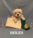 Maltese Puppies for sale in Nitro, WV, USA. price: NA