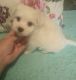 Maltese Puppies for sale in Forest City, NC 28043, USA. price: $1,200