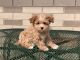 Maltese Puppies for sale in 400 N Tampa St #2600, Tampa, FL 33602, USA. price: $800