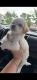 Maltese Puppies for sale in Goodyear, AZ, USA. price: $1,200
