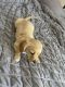 Maltese Puppies for sale in West Covina, CA, USA. price: NA