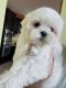 Maltese Puppies for sale in Katy, TX 77449, USA. price: $2,500