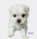 Maltese Puppies for sale in Mesa, AZ 85201, USA. price: NA