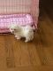 Maltese Puppies for sale in Norwalk, CT, USA. price: $1,600