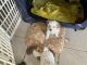 Maltese Puppies for sale in Goodyear, AZ, USA. price: $800