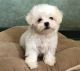 Maltese Puppies for sale in Australia St, El Cajon, CA 92020, USA. price: $100