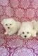 Maltese Puppies for sale in Wonewoc, WI 53968, USA. price: NA